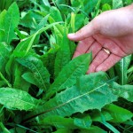 HEPATITIS: Care is the Best Cure!