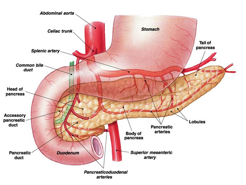 Кровоснабжение поджелудочной железы схема